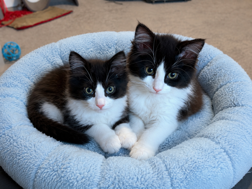 Janet (f) and Chris (m) - Bonded Siblings