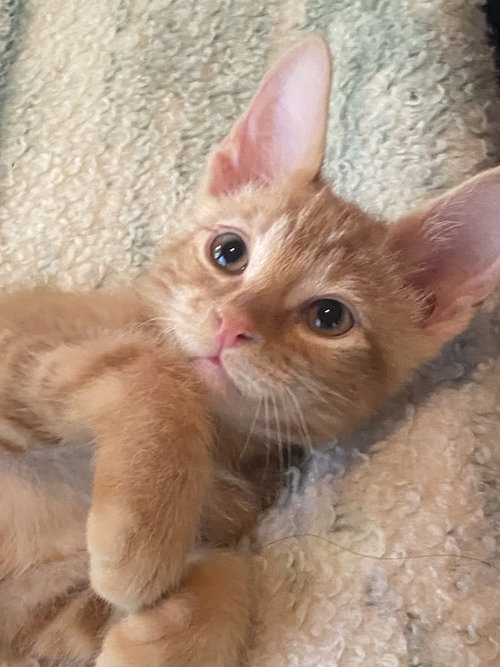Boy Buddies  - kittens