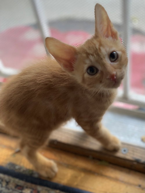 Boy Kitten Radar Braveheart photo 2