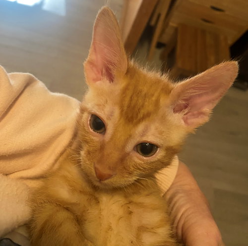 Boy Kitten Radar Braveheart photo 3