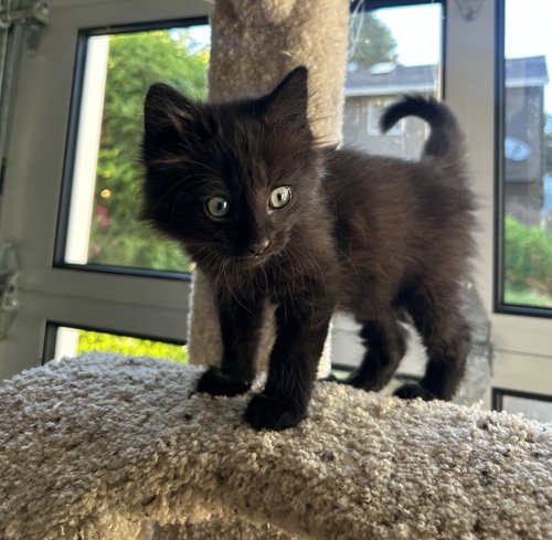 TOMMY - Fluffy and Sweet Kitten