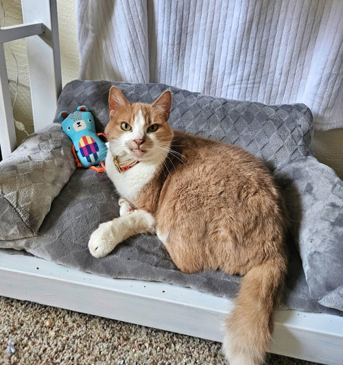 PENNY #1931 - Offered by Owner -Friendly Senior, Senior Domestic Short Hair (short coat), cat for adoption in Hillsboro, Oregon