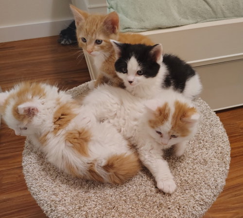 Grace's Babies, Young Domestic Medium Hair / Mixed (medium coat), cat for adoption in Hillsboro, Oregon