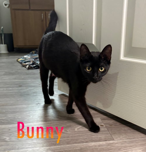 BUNNY #1934 - Offered by Owner - Young Mom, an adoptable Domestic Short Hair in HILLSBORO, OR