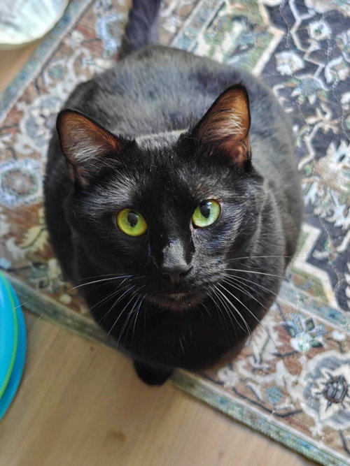 HAZE #1940- Offered by Owner, an adoptable Domestic Short Hair in HILLSBORO, OR