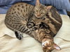 JEMMA & JASPER #1939 - Offered by Owner -CHEETOH