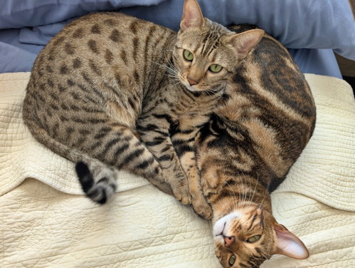 JEMMA & JASPER #1939 - Offered by Owner -CHEETOH, an adoptable Bengal in HILLSBORO, OR