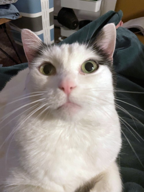 FERN #1737 - Offered by Owner - Sweet Senior, an adoptable Domestic Short Hair in HILLSBORO, OR