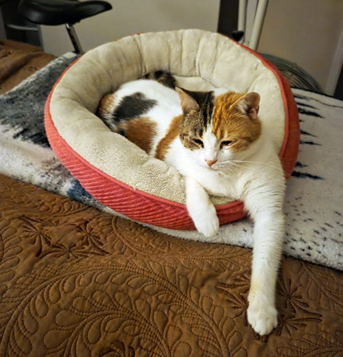 Maggie #1941 - Offered by Owner - Calico, an adoptable Calico in HILLSBORO, OR