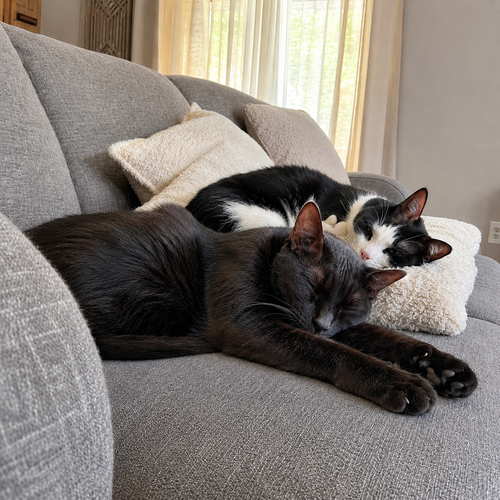 Bonded  Adult Siblings #1942-3 - Offered by Owner, an adoptable Domestic Short Hair in HILLSBORO, OR