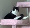 Mango & TippyToes#1942-3 - Offered by Owner