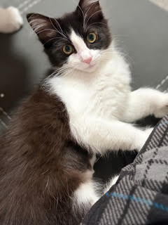 JANET - Sweetness with Polydactyl Paws, an adoptable Extra-Toes Cat in HILLSBORO, OR