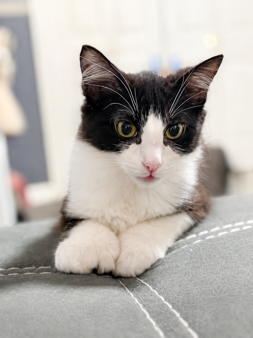CHRIS - Little boy with big paws!, an adoptable Domestic Medium Hair in HILLSBORO, OR