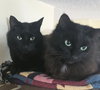 ELKIE & CUDDLES #1945 - Offered by Owner - Bonded
