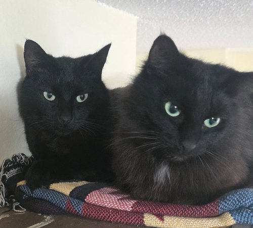 ELKIE & CUDDLES #1945 - Offered by Owner - Bonded, an adoptable Domestic Medium Hair in HILLSBORO, OR