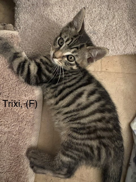 Trixi