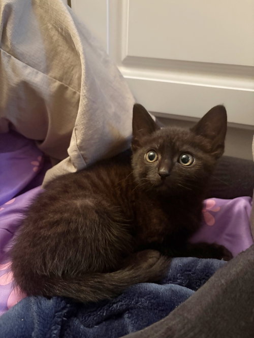 MIDNIGHT - Male Kitten
