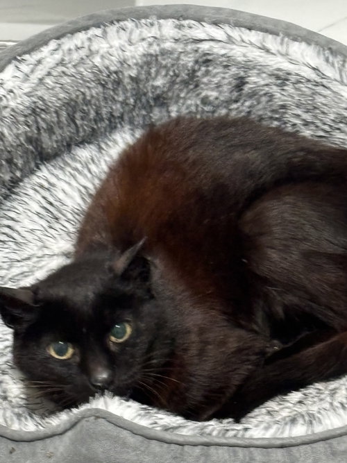 Mavis #1948 photo 3