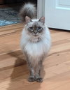 Mr.PEPPER #1951 - Offered by Owner - Ragdoll