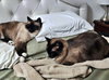 CANDY & EDNA #1952 - Offered by Owner - Bonded