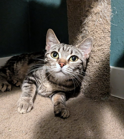 Olive