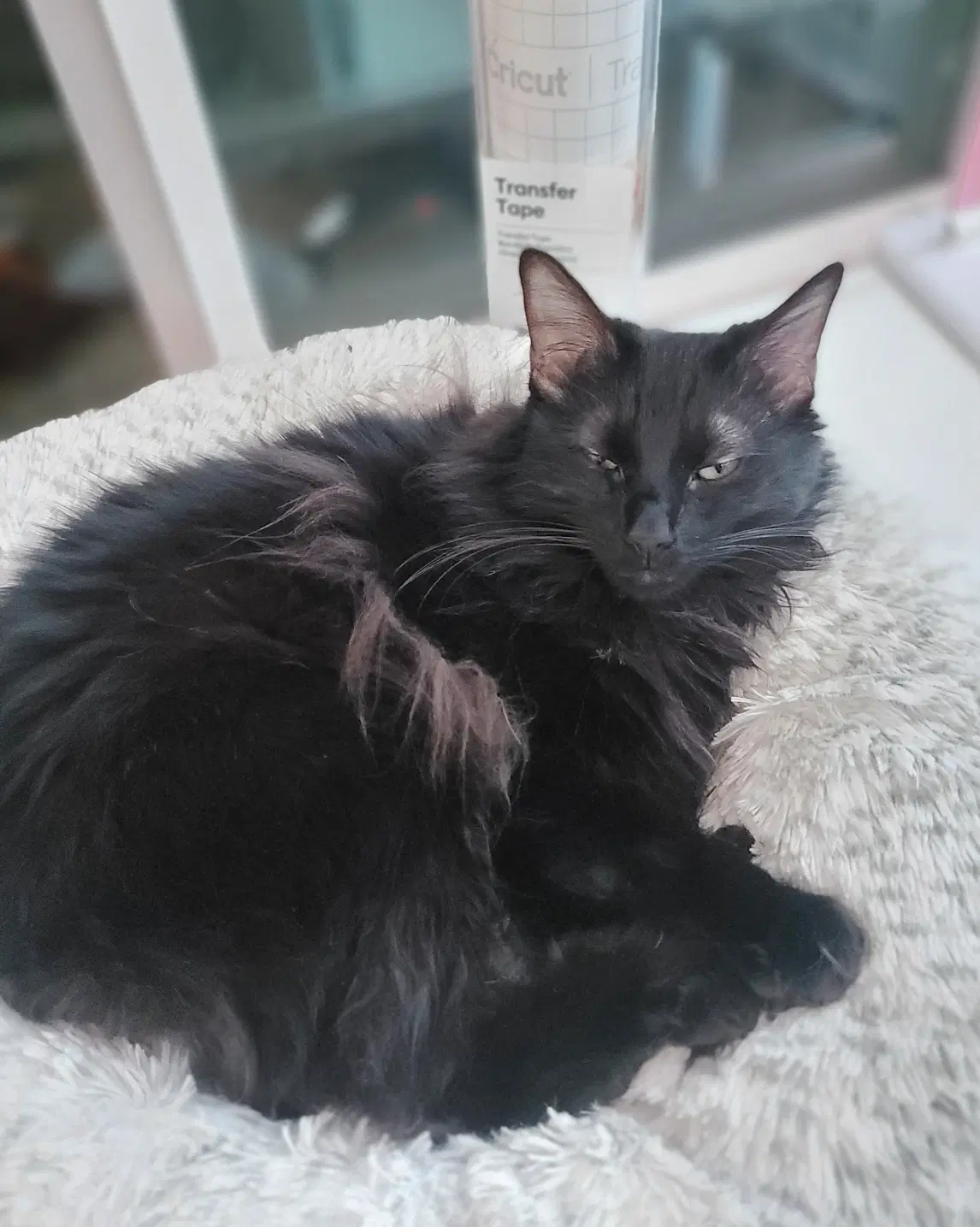 Jasper  - Offered By Owner - Angora image 3