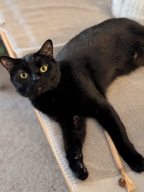 Ziggy