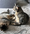 ASLAN & KODY #1962- Offfered by Owner -Bonded Boys