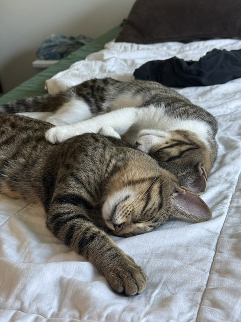 Bonded Teen Brothers Frodo And Samwise
