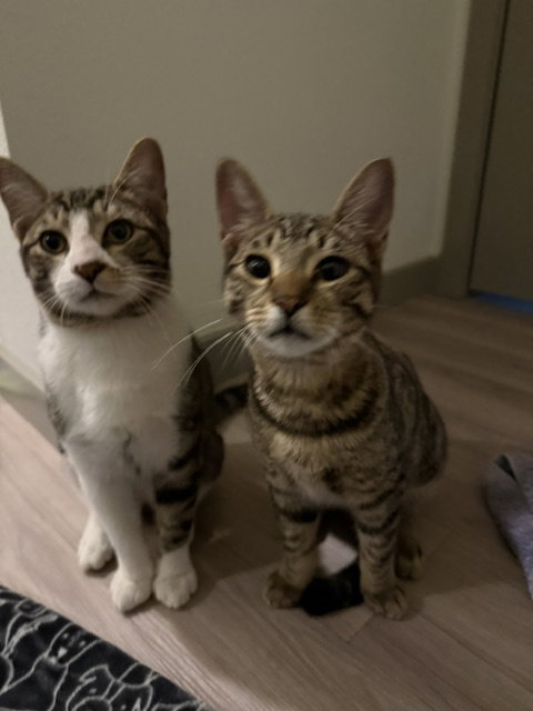 Bonded Teen Brothers Frodo And Samwise photo 13