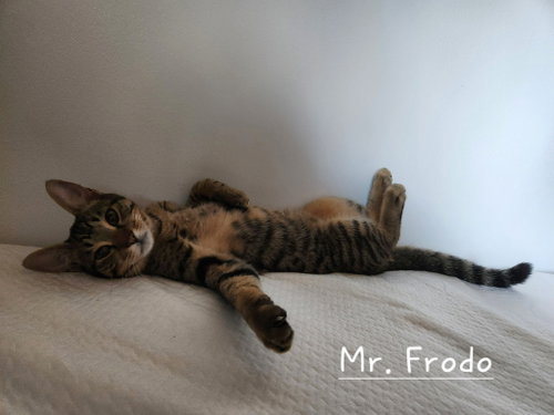 Bonded Teen Brothers Frodo And Samwise photo 8