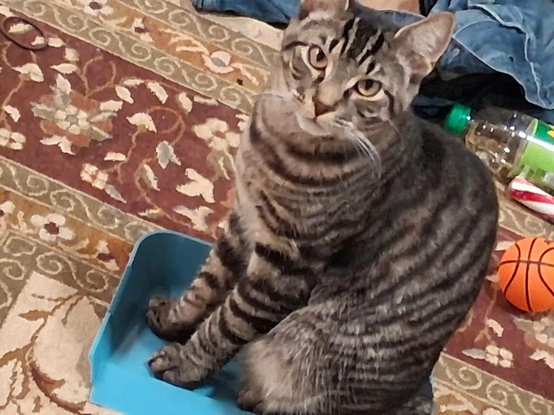 Ozzy  - Offeread By Owner - - Domestic Short Hair