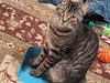 OZZY #1963 - Offered by Owner - Young Male