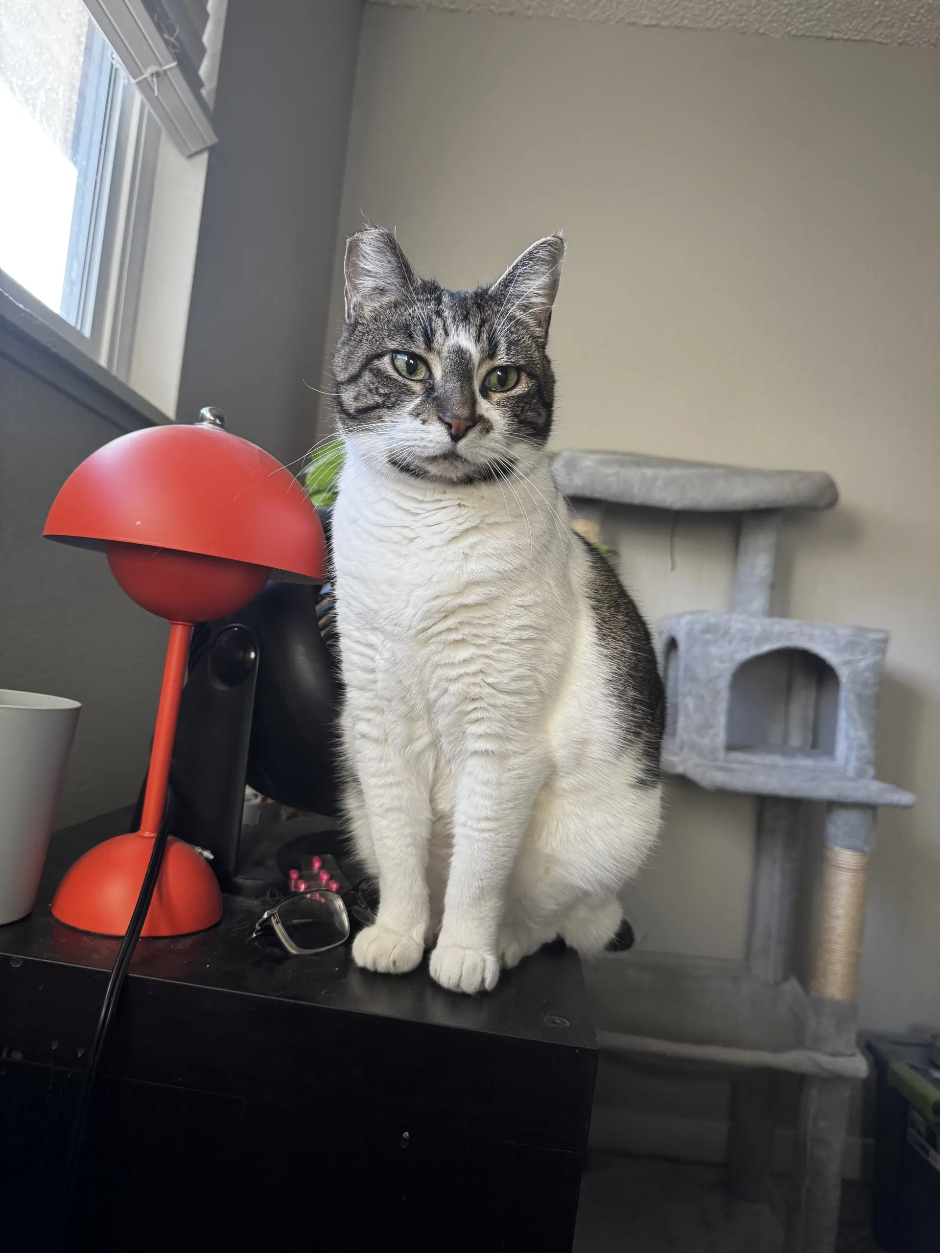 Bonnie  - Offered By Owner - Family Pet - Tabby