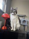 BONNIE #1966 - Offered by Owner - Family Pet