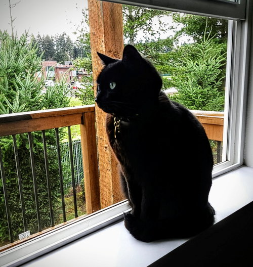 Nyxie #1968