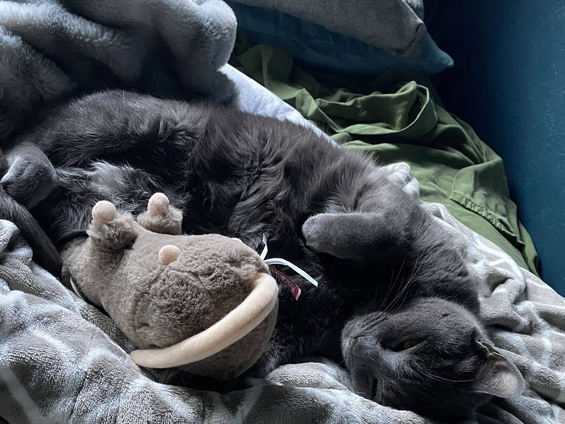 Shadow  - Offered By Owner - Senior - Domestic Short Hair