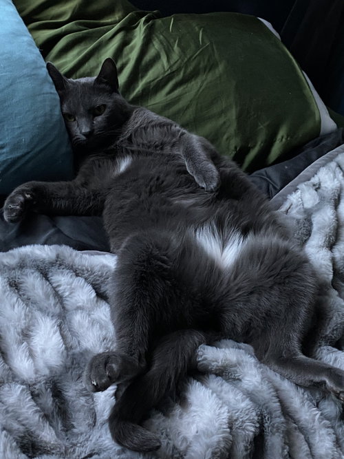Shadow #1969 photo 2
