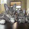 Crumpet & Strudel #1971 - Offered by Owner - Pair