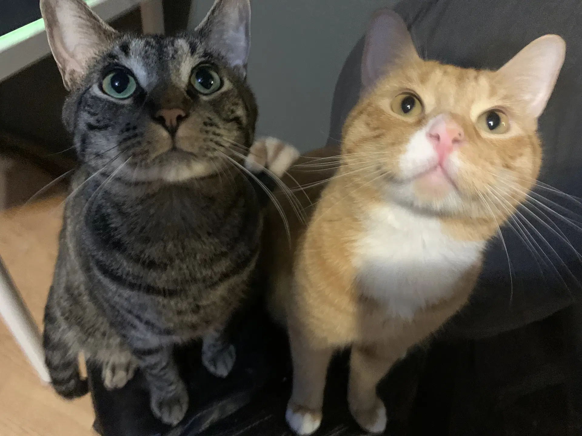 Bolt And Garfield  - Offered By Owner - Tabby