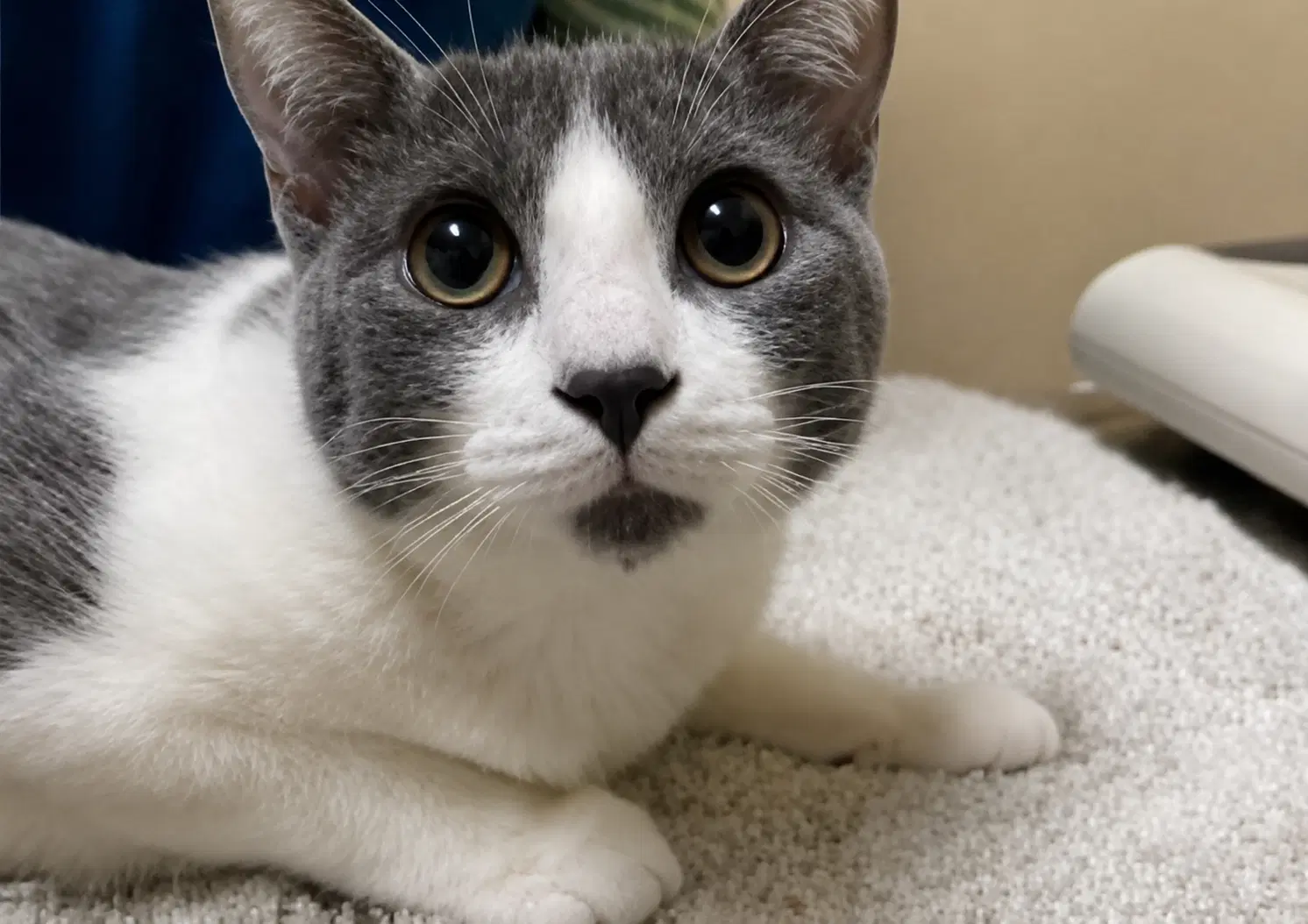 Xena  Zeus  - Offered By Owner- Bonded - Domestic Short Hair