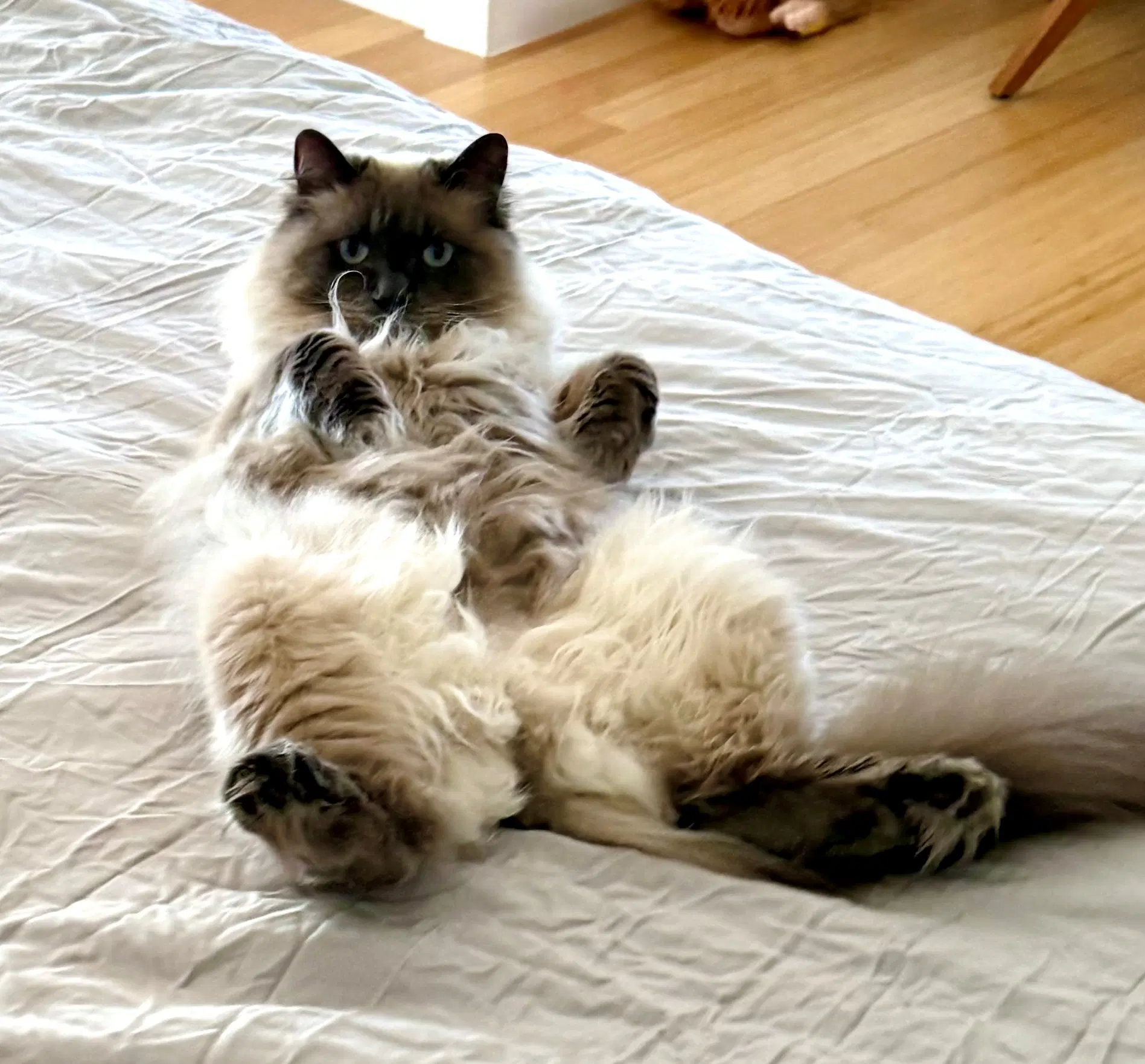 Lennon - Himalayan