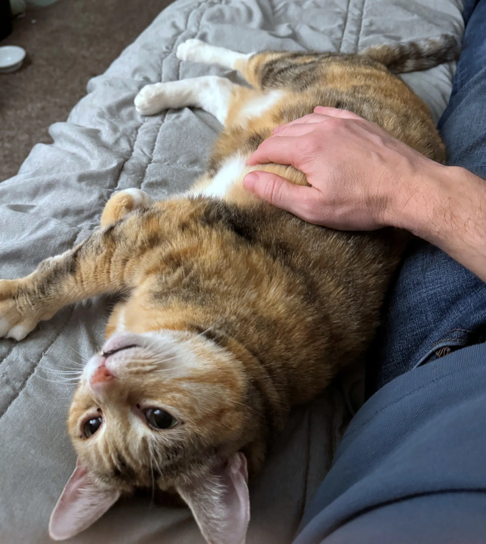 Tallie  - Offered By Owner - Bonded Wbonnie - Torbie