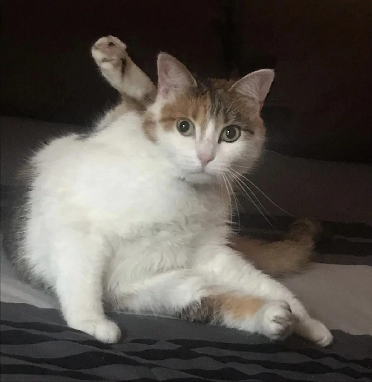 Miley  - Offered By Owner - Senior Calico - Calico
