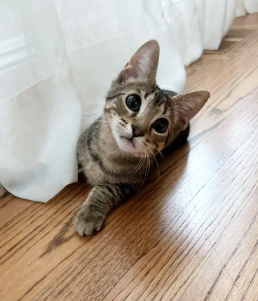 Tabby -  Week Old Playful Kitten Needs A Friend