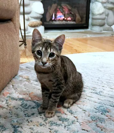 Tabby -  Week Old Playful Kitten Needs A Friend image 2