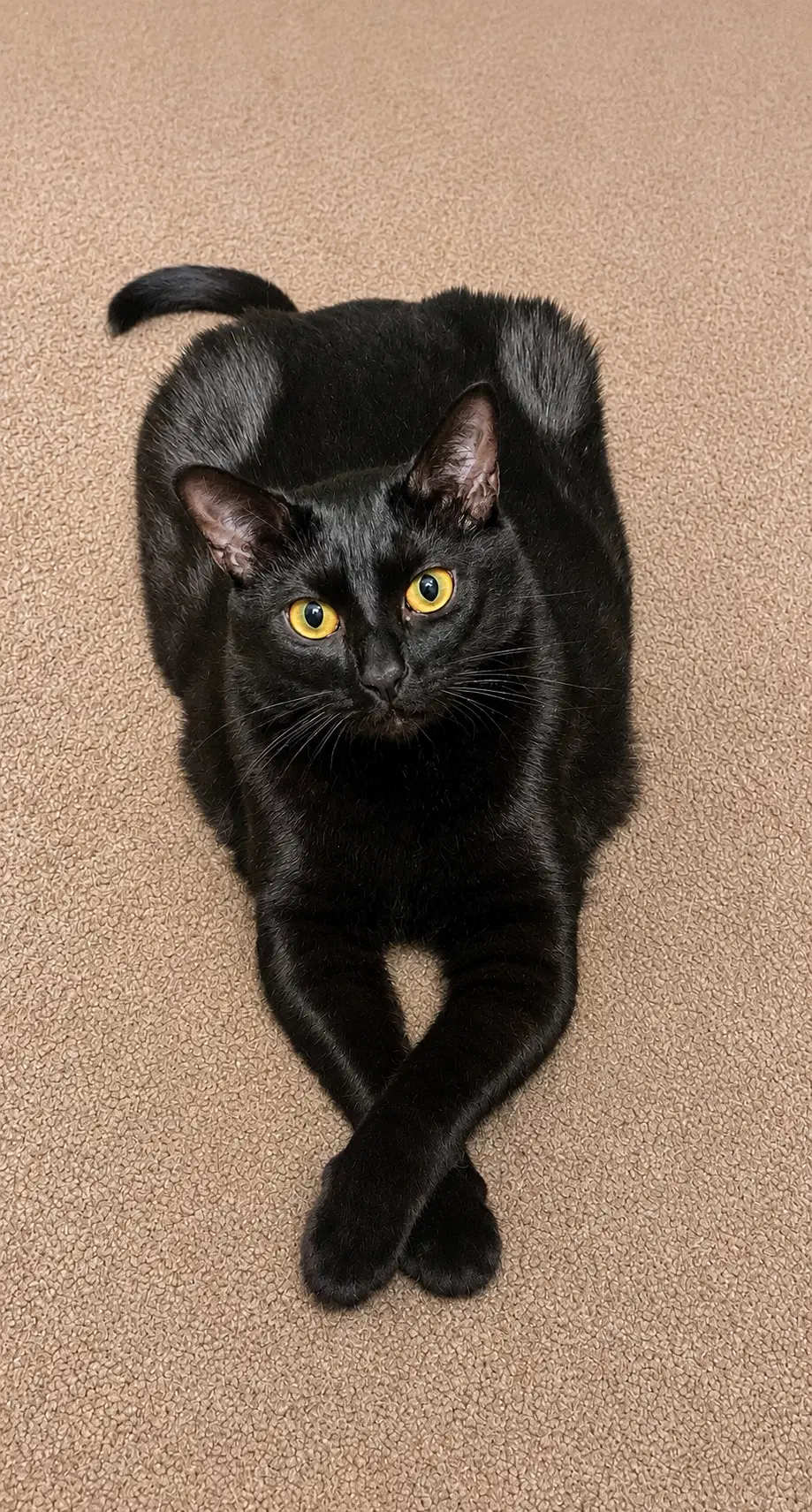 Rae Rae  - Offererd By Owner - Adult Gal - Domestic Short Hair