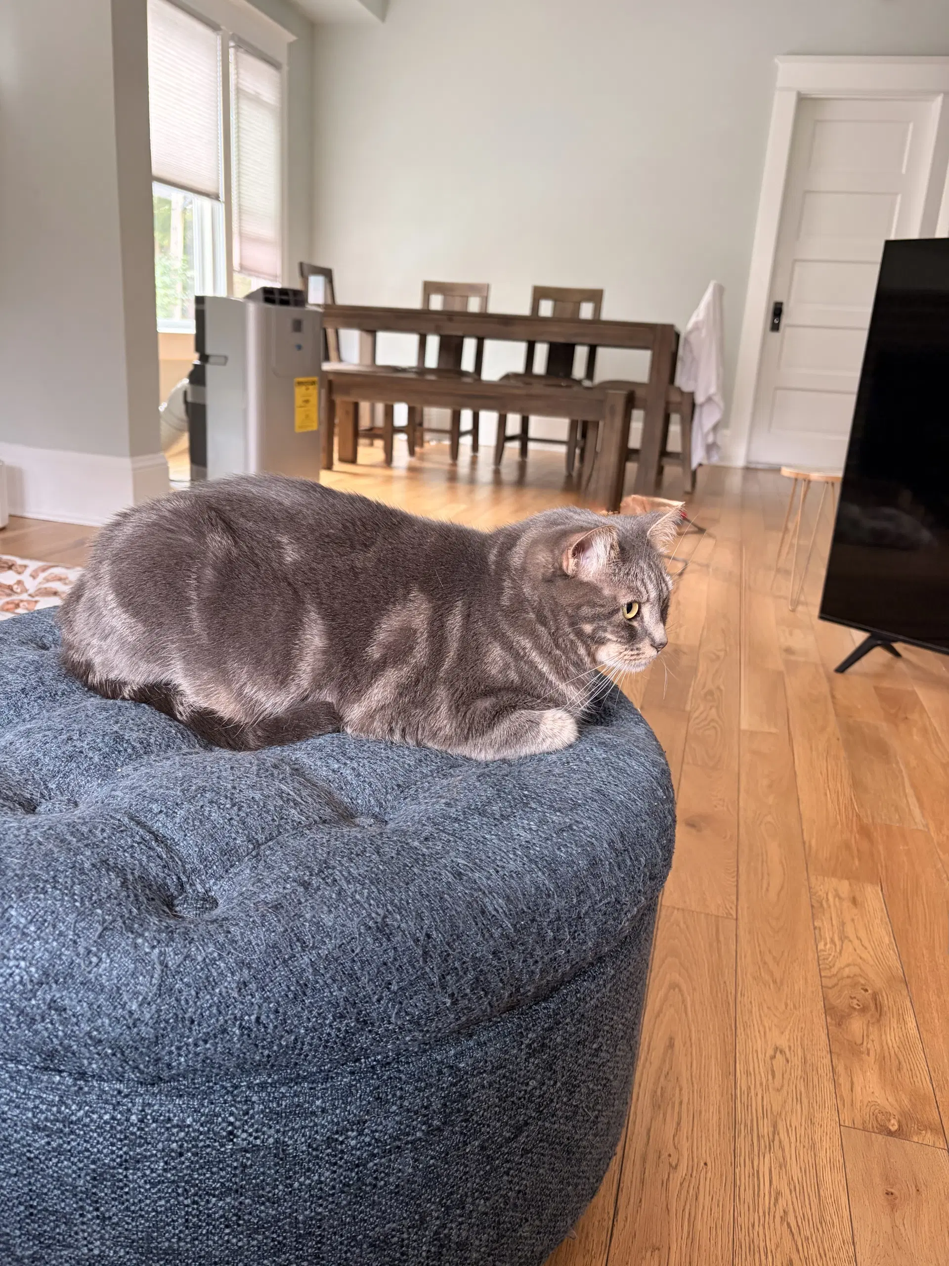 Stormy  - Offered By Owner - Family Cat image 4