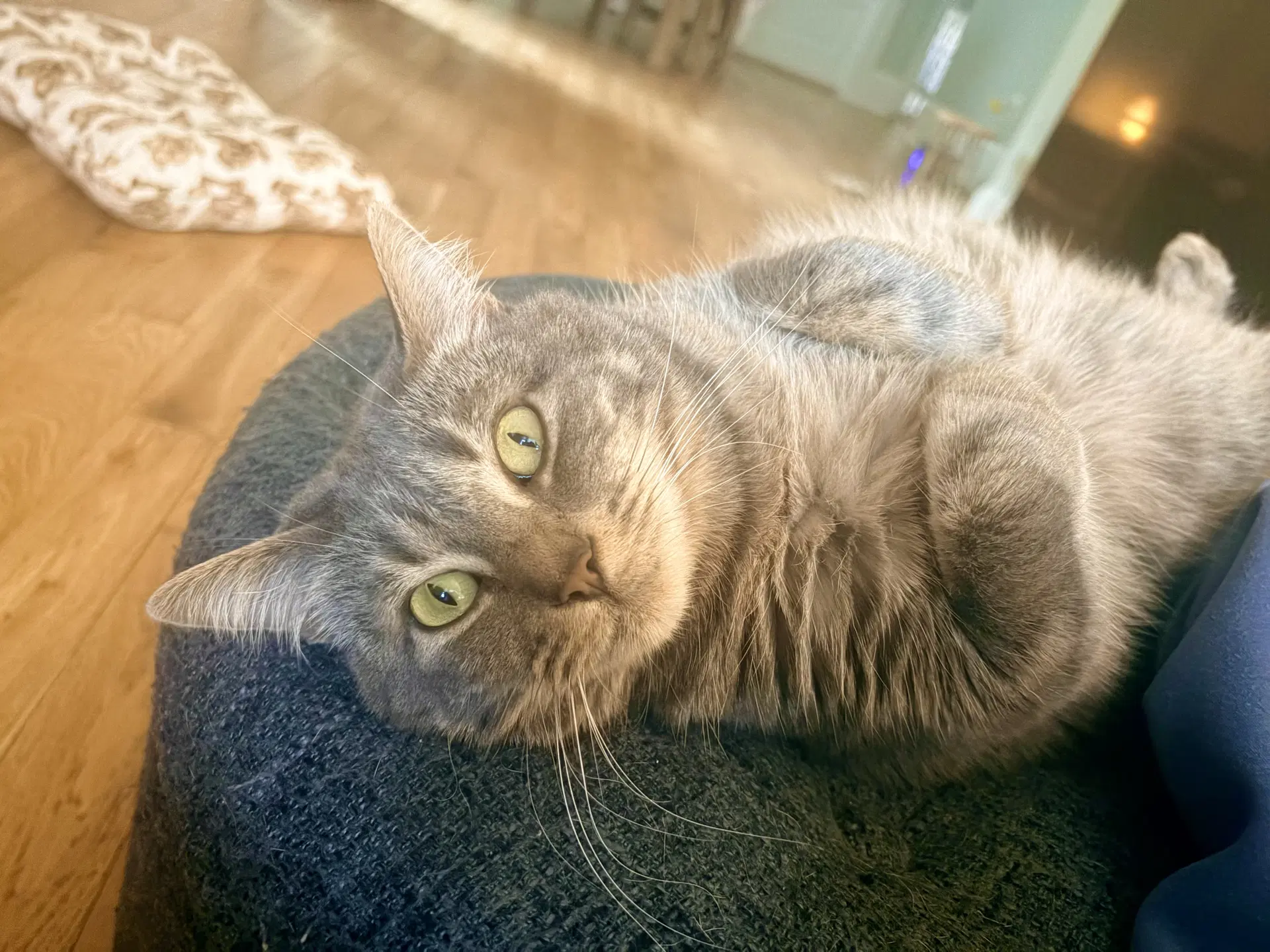 Stormy  - Offered By Owner - Young Female - Tabby