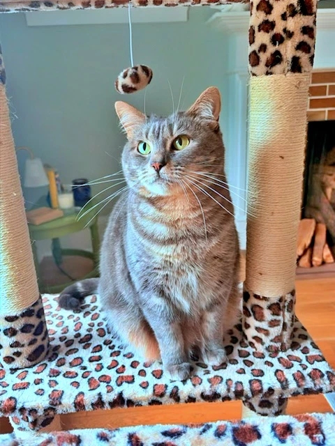 Stormy  - Offered By Owner - Family Cat